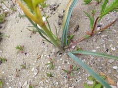 Zephyranthes bagnoldii