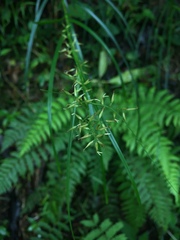 Rhynchospora polyphylla