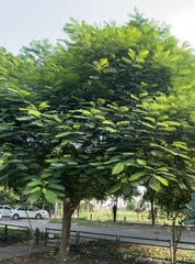 Delonix regia