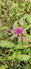 Centaurea