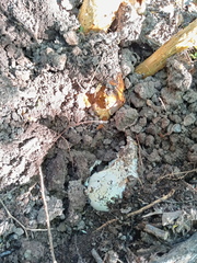 Battarrea phalloides