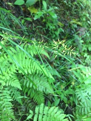 Rhynchospora polyphylla