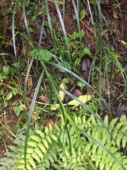 Rhynchospora polyphylla