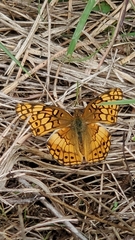 Euptoieta claudia