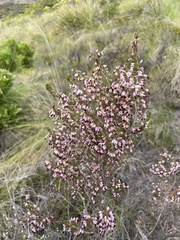 Erica placentiflora