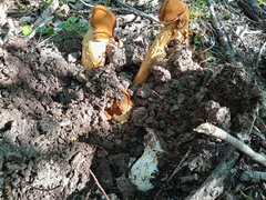 Battarrea phalloides