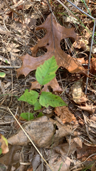 Toxicodendron radicans