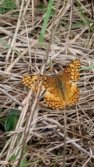 Euptoieta claudia