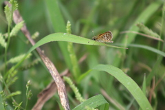 Dardarina dardaris