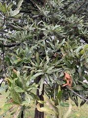 Quercus phellos