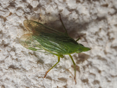 Dictyopharidae