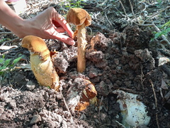 Battarrea phalloides