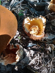 Battarrea phalloides
