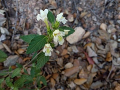 Galeopsis segetum