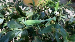 Stagmomantis limbata
