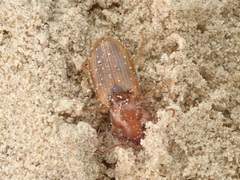 Dicheirotrichus