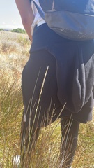 Elymus curvifolius