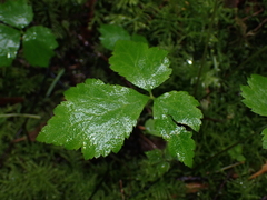 Tiarella trifoliata trifoliata