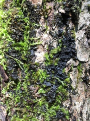 Collema subflaccidum