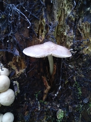 Pluteus