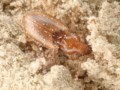 Dicheirotrichus