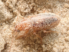 Dicheirotrichus