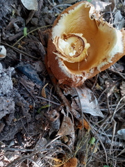Battarrea phalloides