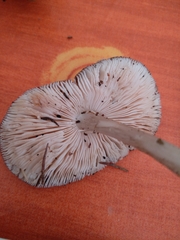 Pluteus