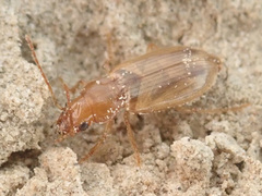 Dicheirotrichus