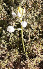 Ornithogalum conicum