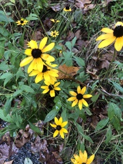 Rudbeckia triloba