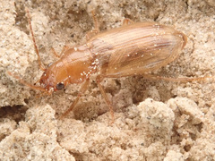Dicheirotrichus