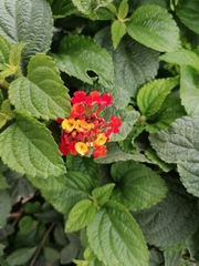 Lantana