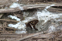 Chioides albofasciatus