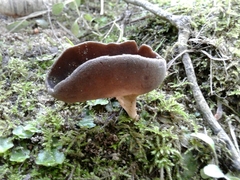 Helvella solitaria