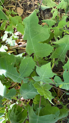 Polymnia canadensis