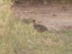 Nothoprocta cinerascens