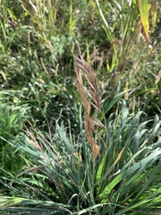 Dactylis glomerata