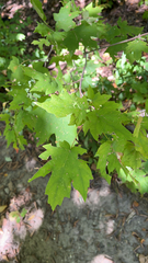 Acer floridanum
