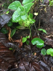 Hydrocotyle mexicana