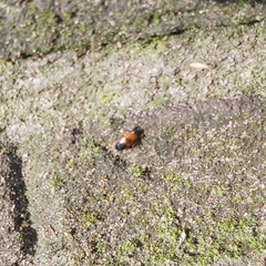 Stenolophus teutonus