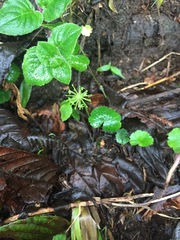 Hydrocotyle mexicana