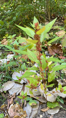 Acalypha rhomboidea