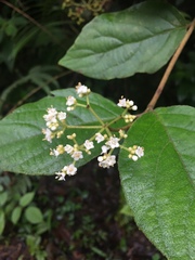 Viburnum hartwegii