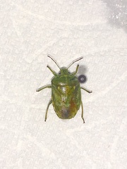 Banasa euchlora