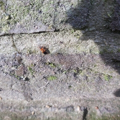 Stenolophus teutonus