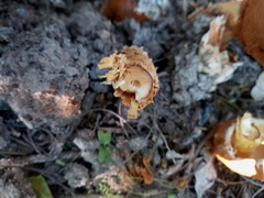 Battarrea phalloides