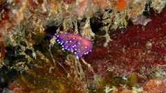 Coryphellina arveloi