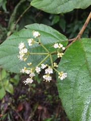 Viburnum hartwegii