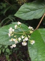 Viburnum hartwegii